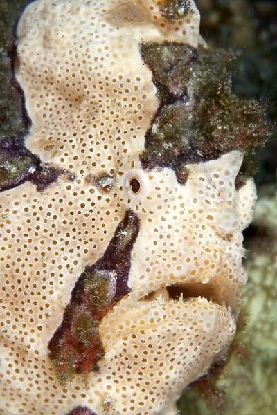 Warty Frogfish  /  Clown Frogfish - Indonesia