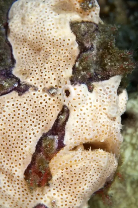 Framed Print : Warty Frogfish  /  Clown Frogfish - Indonesia