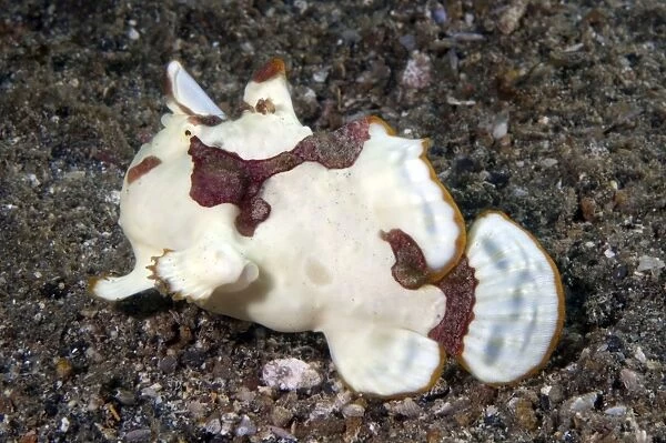 Warty Frogfish walking on black sand
