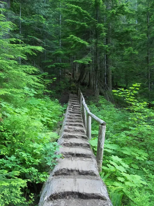 Framed Print : Washington State, Central Cascades, Old Fir tree bridge, on trail to Annette Lake Date: 15-07-2020 Framed Print : Washington State, Central Cascades, Old Fir tree bridge, on trail to Annette Lake Date: 15-07-2020