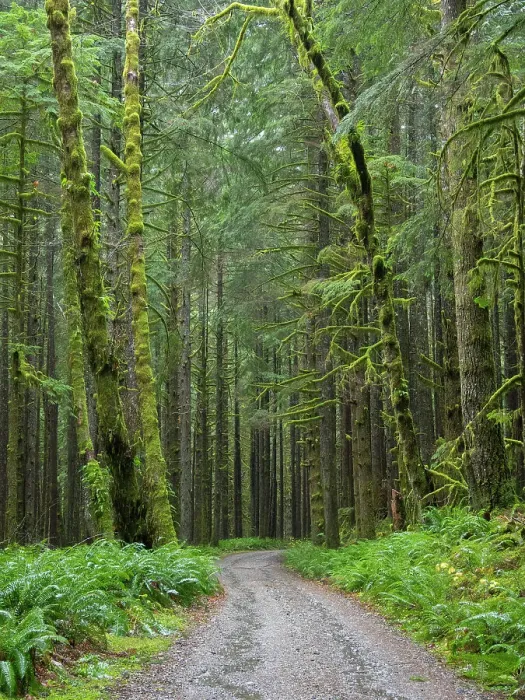 Framed Print : Washington State, Central Cascades, Forest Road 5620, Moss covered Red Alder forest Date: 19-11-2020 Framed Print : Washington State, Central Cascades, Forest Road 5620, Moss covered Red Alder forest Date: 19-11-2020