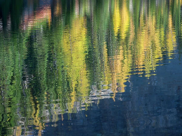 Washington State, North Cascades, Blue Lake, Larch tree reflections Date: 04-10-2020