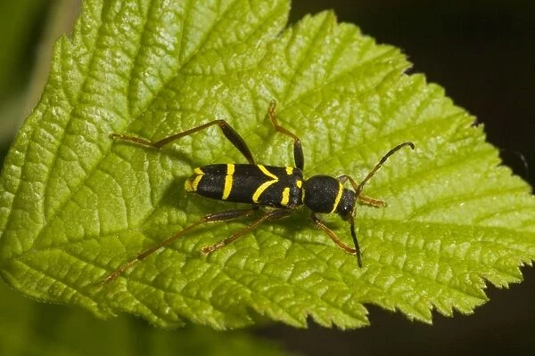 Wasp Beetle - on leaf. Larvae live in dead wood. Sweden