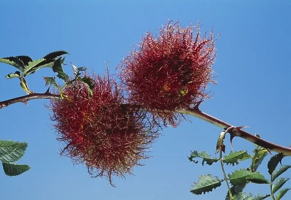 Wasp Gall - on Rose 'Robins pincushion'