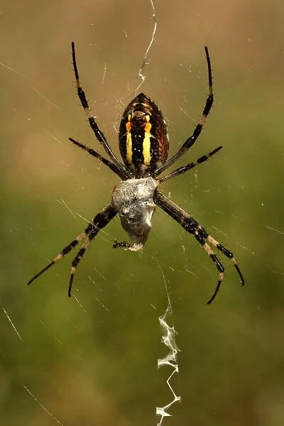 Wasp-like Spider - with prey - Provence - France
