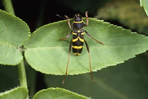 Wasp Mimic Beetle - UK