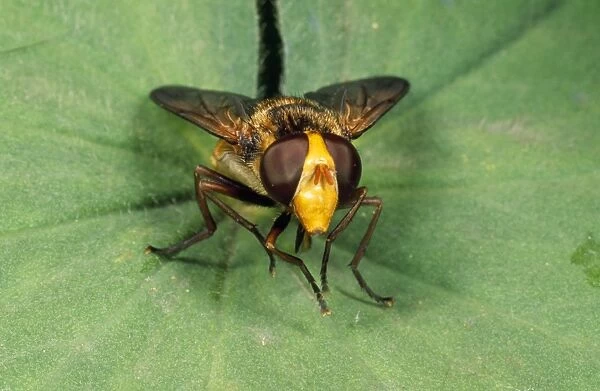Wasp-mimic Hoverfly UK