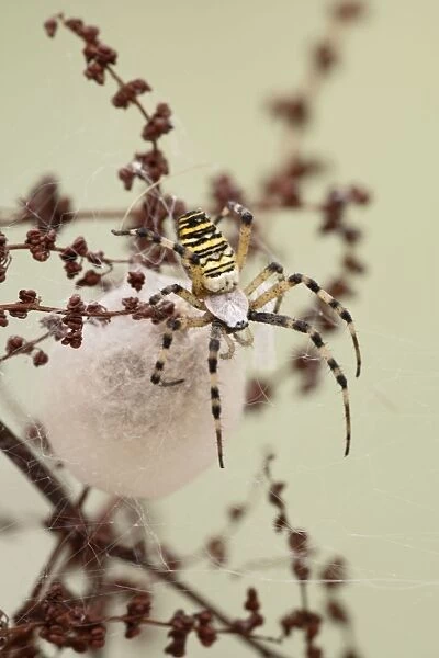 Wasp Spider -by cocoon - Bedfordshire UK 008129