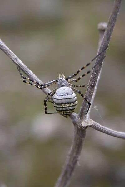 Wasp Spider - female near web - Minorca 8300