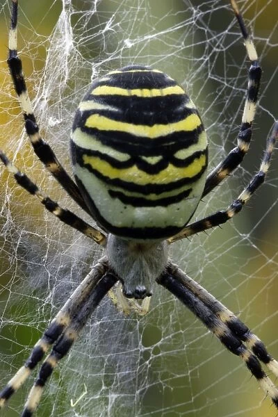 Wasp Spider - female in web, Hessen, Germany