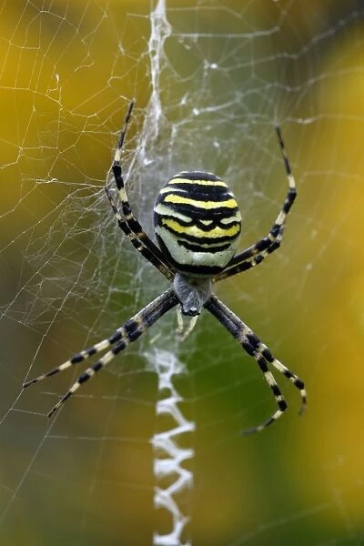 Wasp Spider - female in web, showing zig-zag pattern, Hessen, Germany