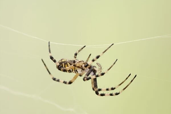 Wasp Spider - walking on web - Bedfordshire UK 008130