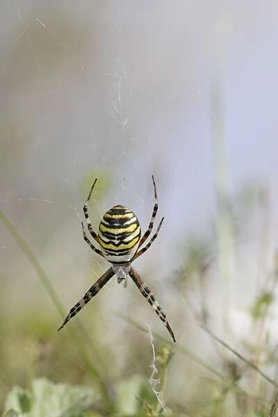 Wasp Spider - in web - Bedfordshire UK 007782