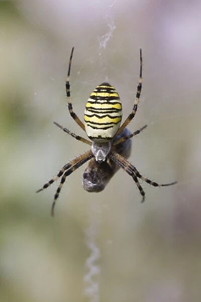 Wasp Spider - in web with prey - Lower Saxony - Germany