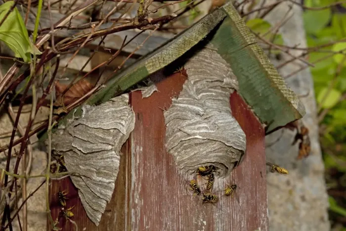 Framed Print : Wasps - building nest on disused nest box UK Framed Print : Wasps - building nest on disused nest box UK
