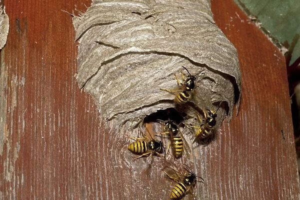 Wasps building nest in disused nesting box - Cotswolds UK