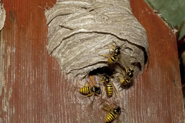 Framed Print : Wasps building nest in disused nesting box - Cotswolds UK Framed Print : Wasps building nest in disused nesting box - Cotswolds UK