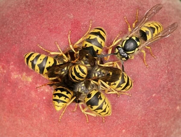 Wasps Cluster feeding on peach Bedfordshire UK
