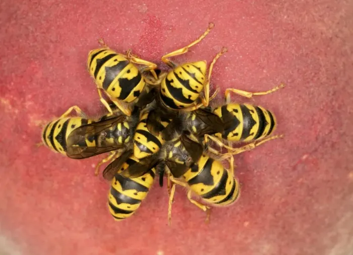 Framed Print : Wasps Cluster feeding on peach Bedfordshire UK