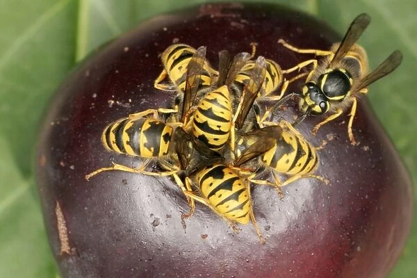 Wasps Cluster feeding on plum Bedfordshire UK