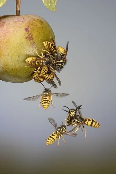 Wasps - mostly Common Wasp -fighting around a greengage - Bedfordshire UK 8263