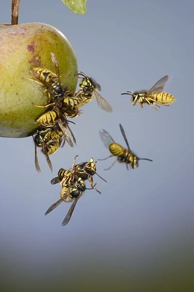Wasps - Common Wasps & Median Wasp ( Dolichovespula media) - fighting around a greengage 8250