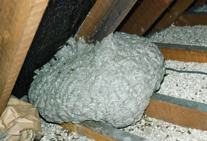 Framed Print : Wasp's Nest - in attic of house Framed Print : Wasp's Nest - in attic of house