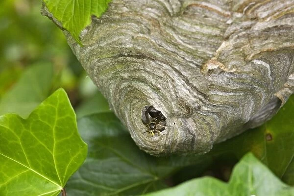 Wasp's nest - with Wasp