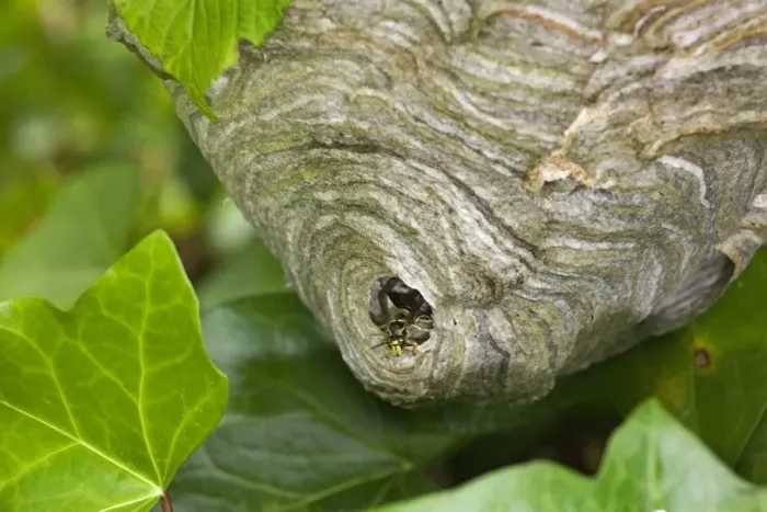 Framed Print : Wasp's nest - with Wasp Framed Print : Wasp's nest - with Wasp