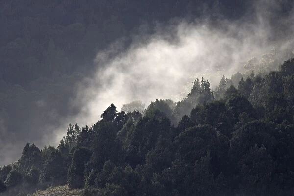 WAT-10009. Misty forest - Bottom of Bale Mountains. Ethiopia - Africa. 3000 metre altitude