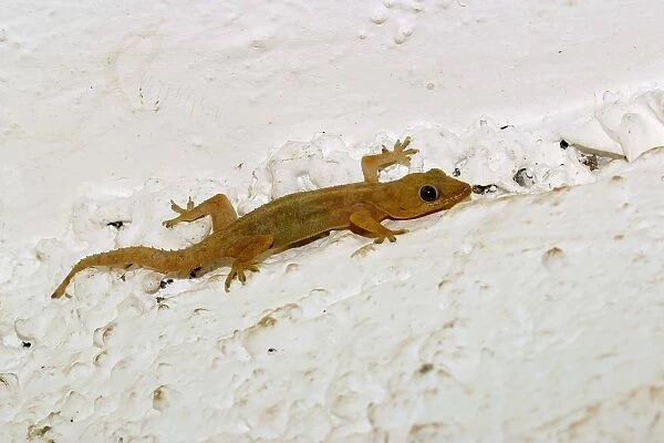 Gecko. WAT-10608. Gecko. Mayotte. Hemidactylus mabouia