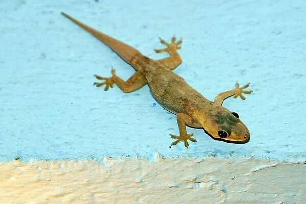 Gecko. WAT-10610. Gecko. Mayotte. Hemidactylus mabouia