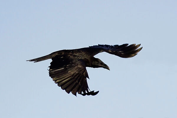 Raven. WAT-10784. Raven. Kuhmo, Finland. Corvus corax