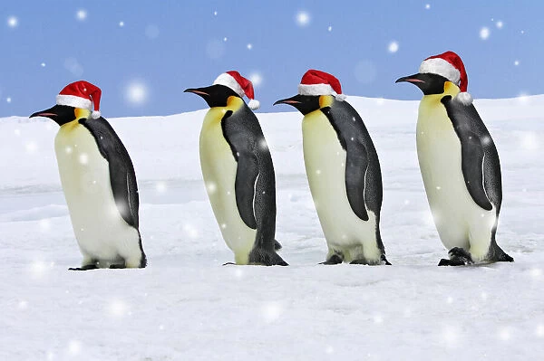 WAT-11353. Emperor Penguin - four adults walking across ice wearing red
