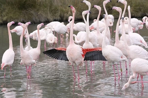 WAT-11895. Greater Flamingo - flock in water displaying with wings out