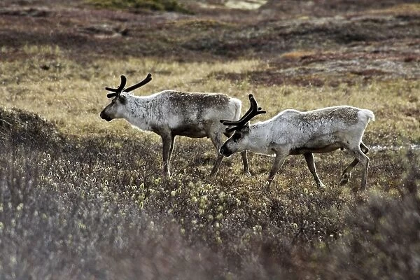 WAT-12377 Reindeer  /  Caribou - domestic