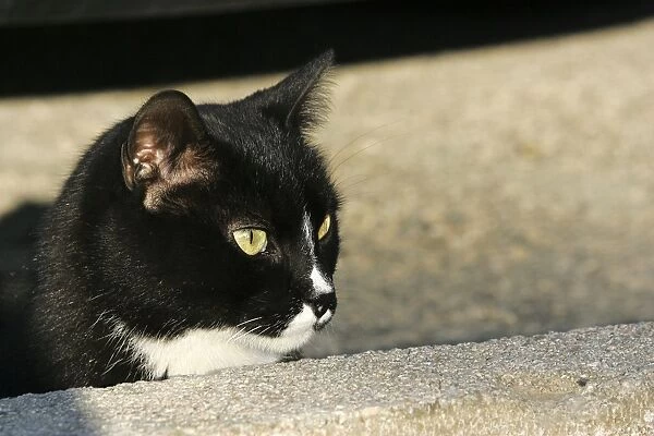 WAT-12427. Domestic cat - black and white