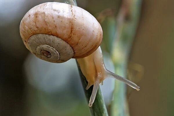 WAT-12478. Snail. Aubignan - Provence - PACA - France