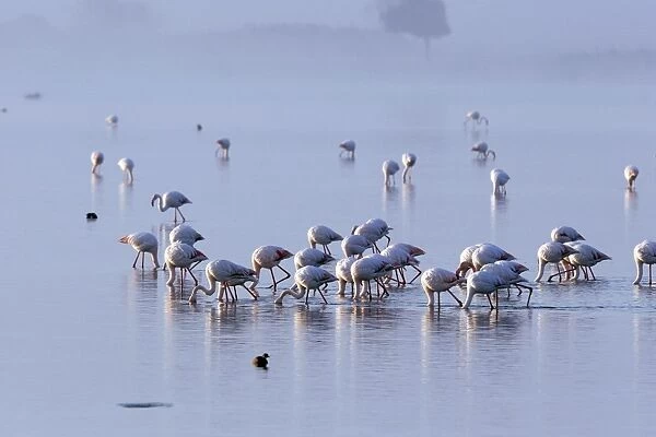 WAT-12492. Greater Flamingo - in water feeding. El Rocio, Coto Donana National park, Spain
