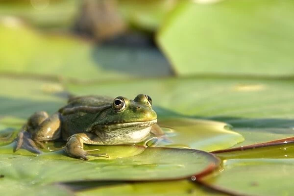 WAT-12539. Edible frog - on lily pad. Vaucluse - PACA - France