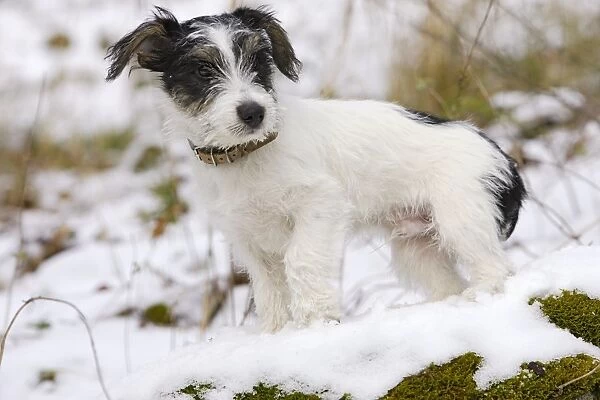 WAT-12719. Dog - Jack Russell Terrier - standing in snow