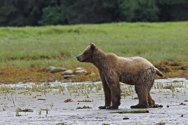 WAT-14543 Grizzly Bear on edge of estuary defecating (Print #1837497)