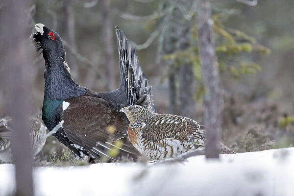 WAT-15554 Capercaillie - male displaying to female in snow - courtship