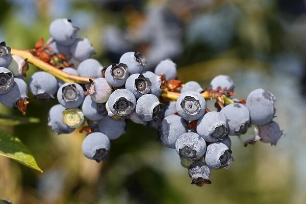 WAT-15662. Blueberry - fruit - cultivated