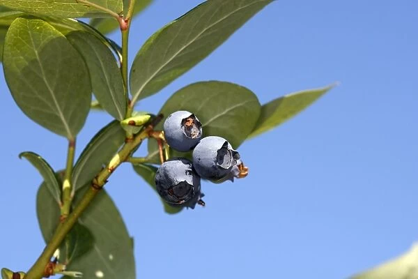 WAT-15663. Blueberry - fruit - cultivated.