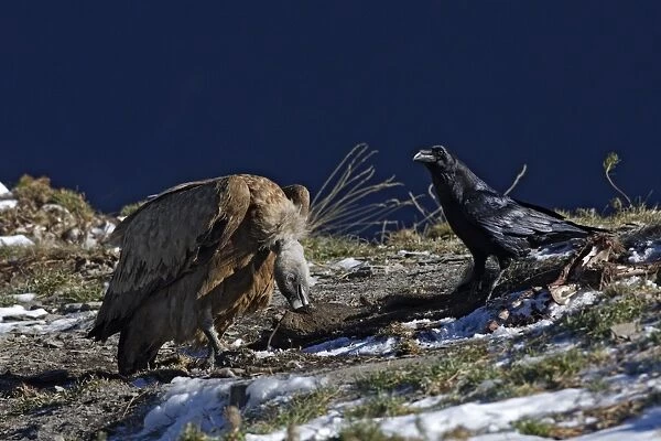 WAT-15886 Eurasian Griffon Vulture and common raven (Corvus corax)