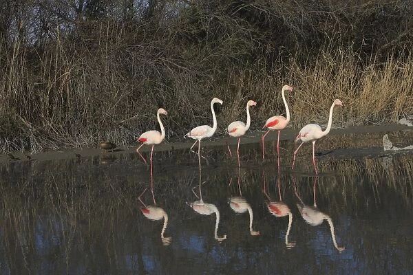 WAT-16009 Greater Flamingo group walking through water