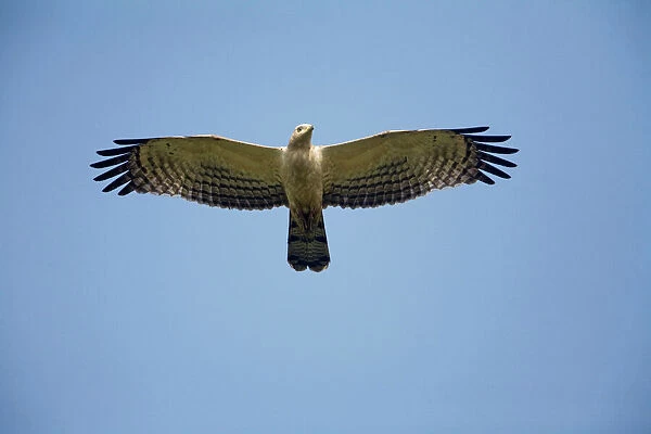 WAT-16629 Lammergeier  /  Bearded Vulture - adult in flight at feeding station