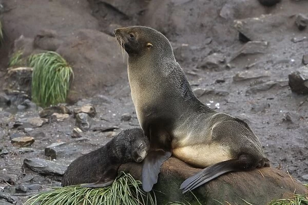 WAT-17101. Antarctic Fur Seal - Elsehul Bay - South Georgia - Falkland Islands
