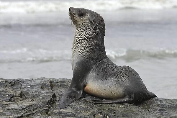 WAT-17155. WAT-17115. Antarctic Fur Seal